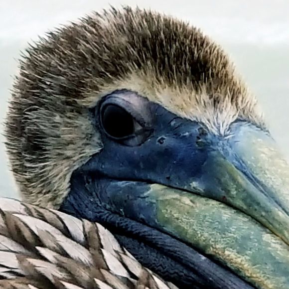 Meet your Posher, Chris - Picture 1 of 1